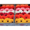 gerbera MIXED ON ROW DIAMOND - .