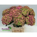 hortensia magical coral - Pico Bello...