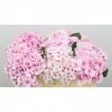 Hydrangea mac Vienna blanc - Pico Bello...