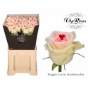 R GR OV KLB H% - Vip Roses by Sassen