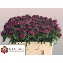 poete B LILAC - Gartn. T.&.S. Ruetten GbR