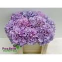 hortensia M ROY BENEFIT - Pico Bello...