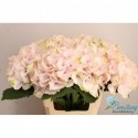 hortensia M MAG EMERALD - Mts. Ermstrang