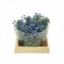 MYOS OV - Bogerd Flowers
