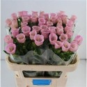 CAMP M PEARL PINK - .