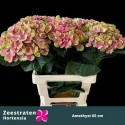 hortensia M MAG AMETHYST - .