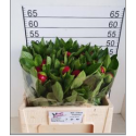 pivoine RED CHARM - .