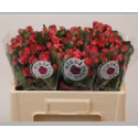 R branchue fireworks - Elite Flora