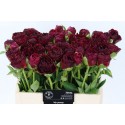 Pivoine Faithful - France-Midi