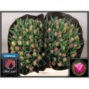 tulipe DOUBLE PRINCES - Black Label Laan...