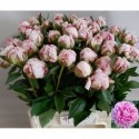 pivoine L SARA BERNHARD - Kwekerij Ligthart