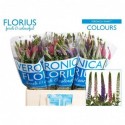 veronique SMART COL varié - Florius BV