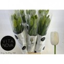 tulipe MAUREEN - VITA NOVA