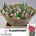 tulipe FLASH POINT - Tuliflor