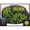 tulipe STRONG GOLD - Black Label Laan Tulips