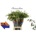 CHASM LATIFOLIUM 80CM - .