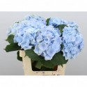 hortensia mac verena bleu - Royal Roses Bv