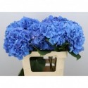 hortensia macr pimpernel - Royal Roses Bv