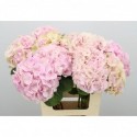 hortensia macr verena - Royal Roses Bv