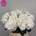 hortensia Schneeball blc blc - A.L.A....