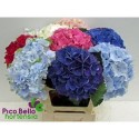hortensia OV - Pico Bello Hortensia