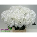 hortensia Schneeball blc blc - Pico Bello...