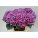 hortensia M SIBILLA PA - De Oosterkwel