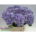 hortensia M MAG HARLEK BL - Pico Bello...