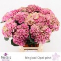 hortensia M MAG OPAL - Peeters Hortensia's