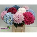 hortensia OV - Pico Bello Hortensia