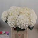 hortensia Schneeball blc blc - Olieman BV