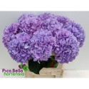 hortensia M ROY BENEFIT - Pico Bello...