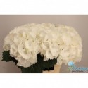 hortensia Schneeball blc blc - Mts. Ermstrang