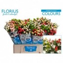 hypericum COCO COLOURS varié - Florius BV