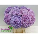 hortensia M ROY BENEFIT - Pico Bello...