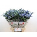 chardon MAG BLUE LAGOON - .