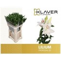 lilium PROPOSAL 2+ - .