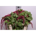 Amaranthus red cordyline - Reeuwijk, Gebr.
