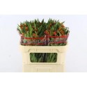 Asclepias incarnata - Beauty Line Int.Inc.