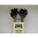 calla noir - Schie, J.C.J. Van
