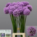ALLIUM gladiator bleu - G. Mientjes