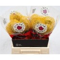 nutans CO HIGH GOLD - .