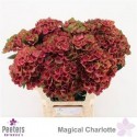 hortensia M MAG CHARLOTTE - .