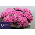 hortensia M MAG OPAL - .