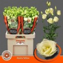 lysianthus G ROSI YELLOW - .