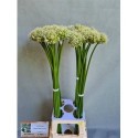 ALLIUM Mount Everest blanc blanc - .
