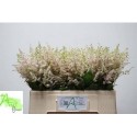 Astilbe japonica europa - Aert-Herijgers,...