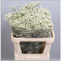 Limonium Blanc - France-Midi