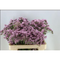 Limonium Rose - France-Midi