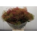COTINUS - .